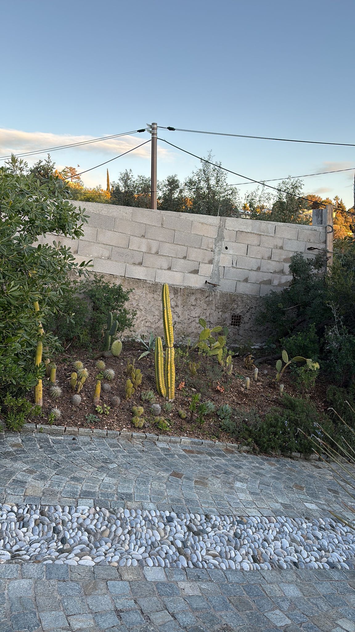 Un olivier pour réveiller le jardin — avant