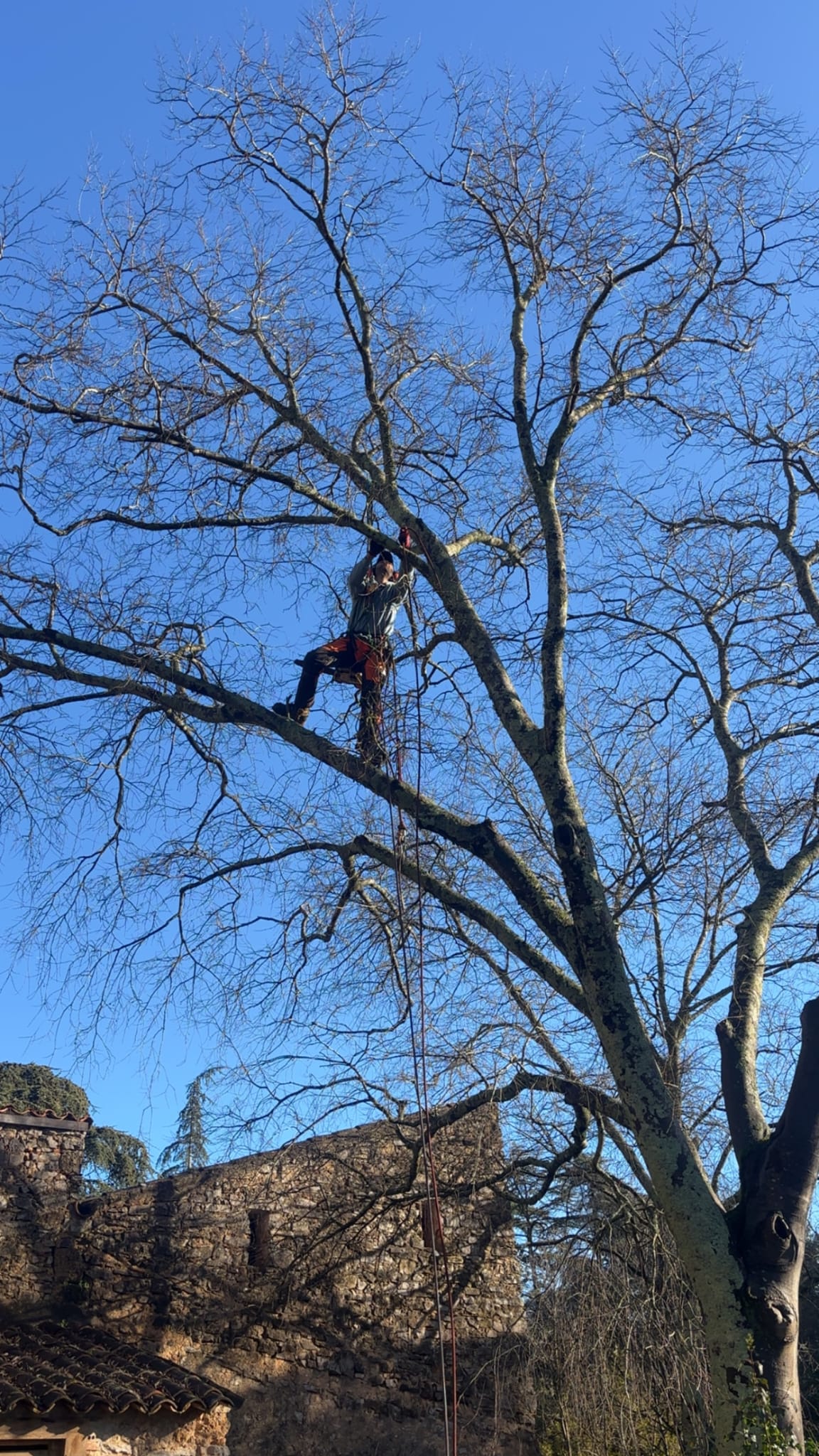 Élagage en grimpe encordée d'un grand arbre par un élagueur grimpeur dans le Var