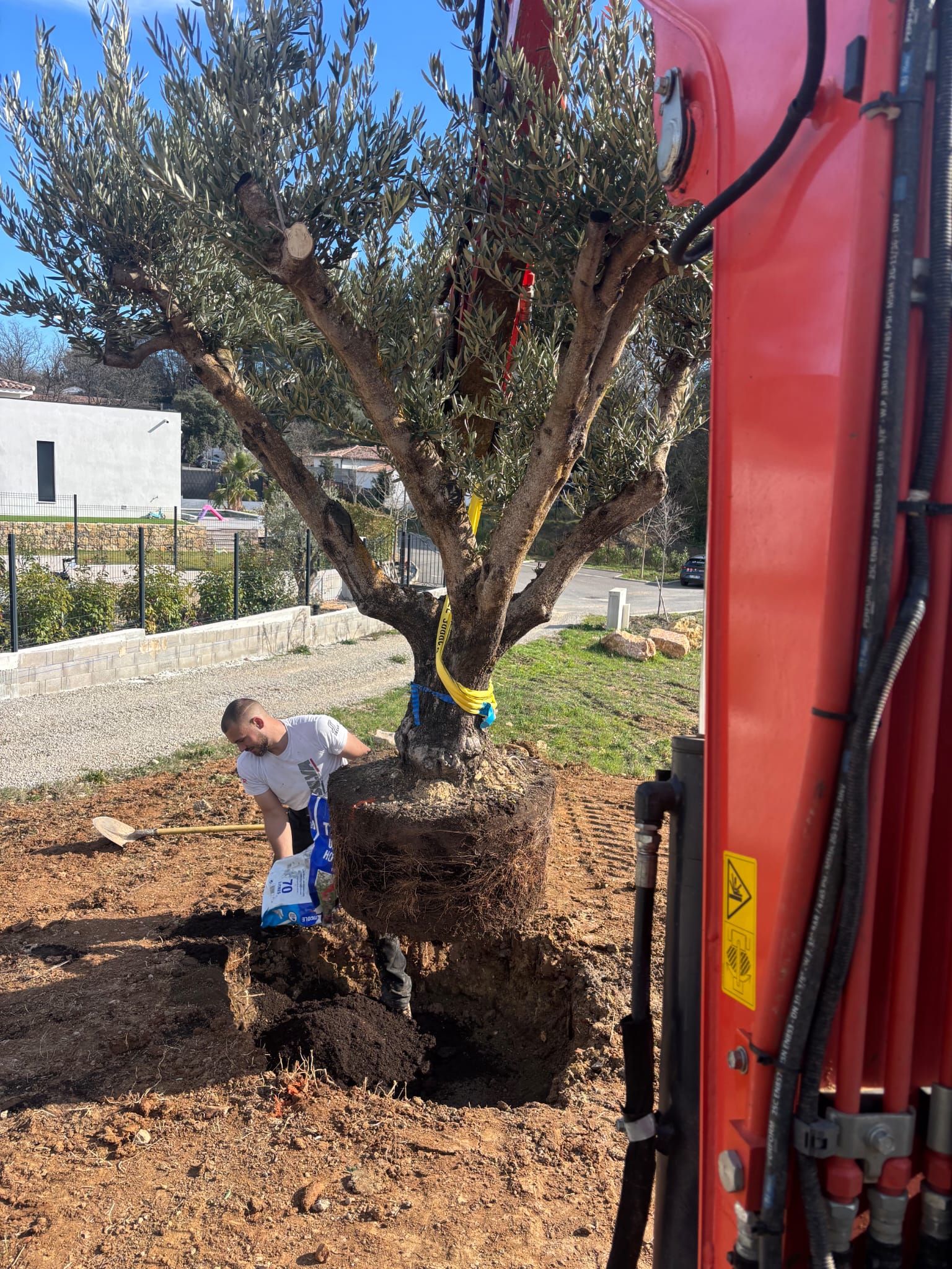 Plantation d'un olivier adulte à la grue, création paysagère méditerranéenne dans le Var