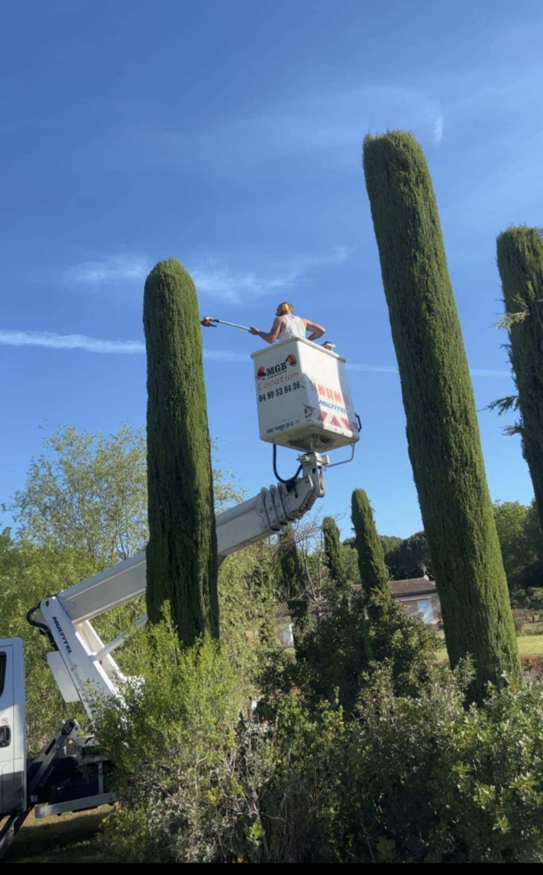 Élagueur en nacelle taillant de grands cyprès à la perche, en été